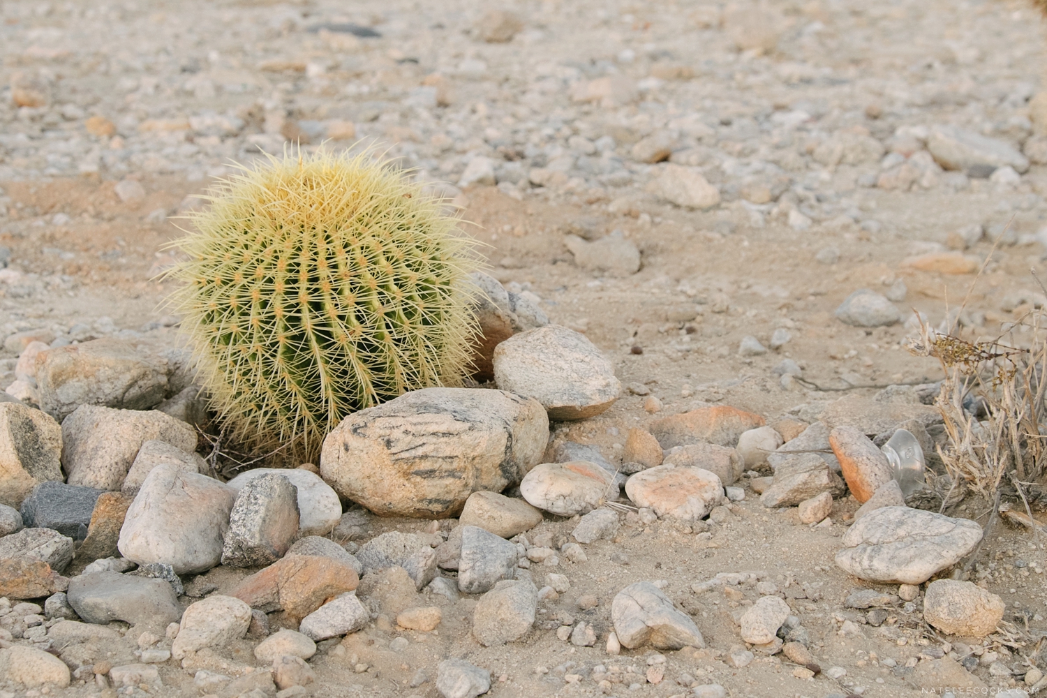 Twenty Nine Palms | California