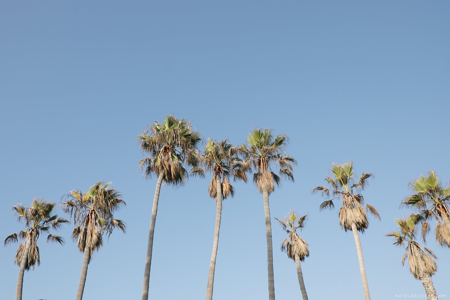 Los Angeles Natelee Cocks